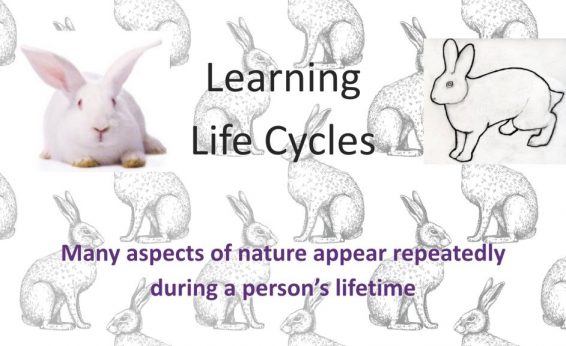 Rabbit Learning Life Cycles.001 1