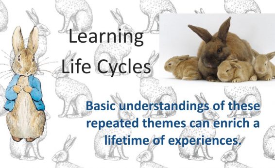 Rabbit Learning Life Cycles.002