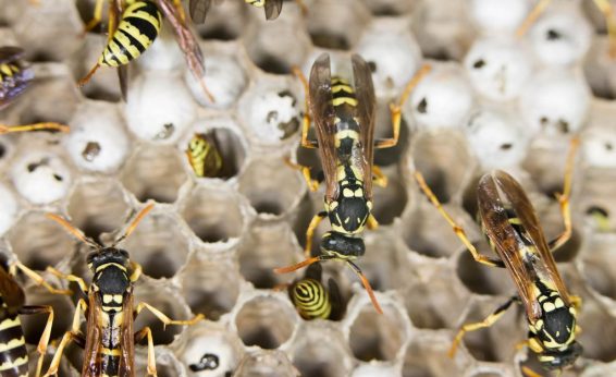 Paper wasps can chew up leaves and stems to make a pulp building material they use to construct waterproof, strong, and lightweight structures.