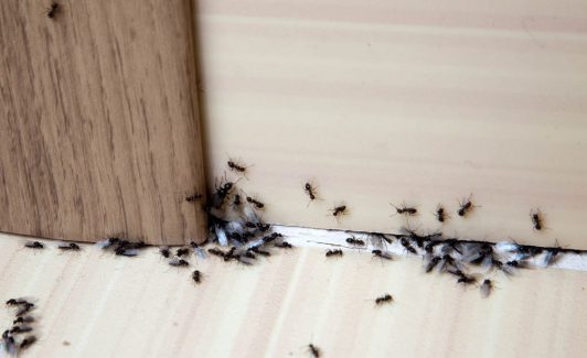 ants house