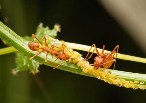 aphid ant