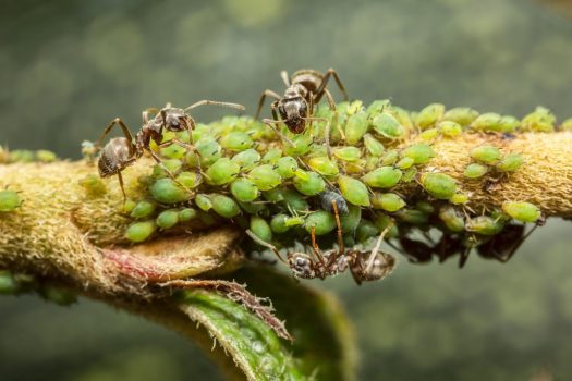 aphid ant b