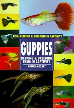 Guppies are a great starter fish that are relatively easy to maintain and breed.