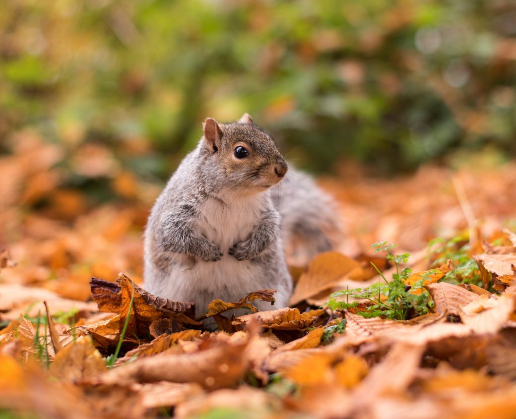 fall squirrel