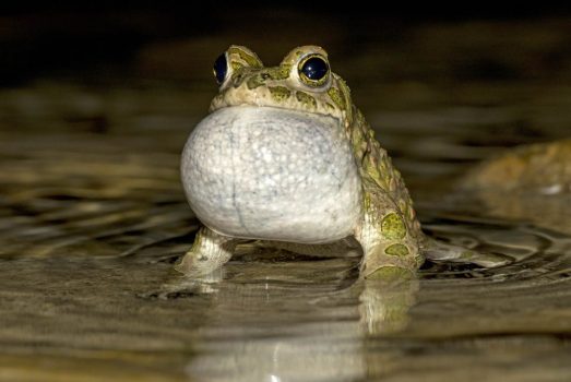 frog call