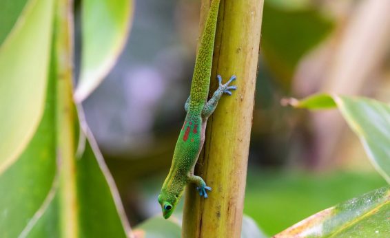 Geckos eat a wide range of endemic insects.