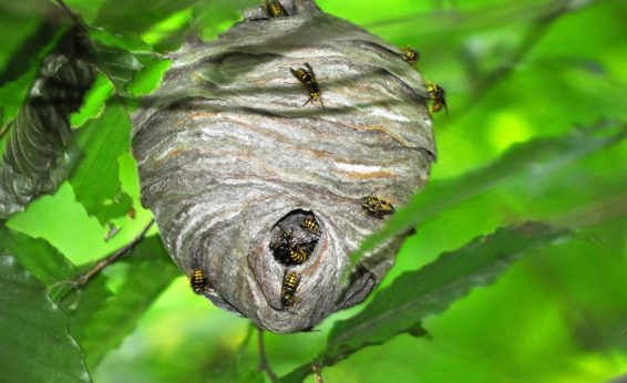 These hornets also build a paper structure, but the inner cells are protected with layers of outer material so they do not need to be under cover.