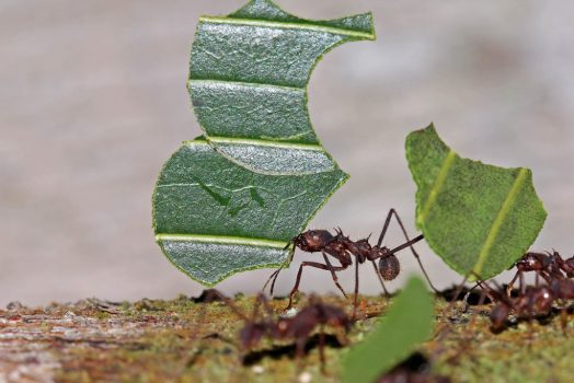 leaf ant c
