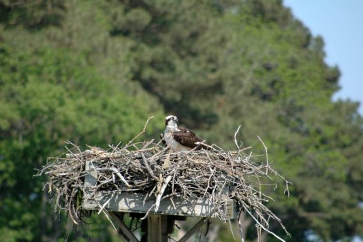 osprey nest ss