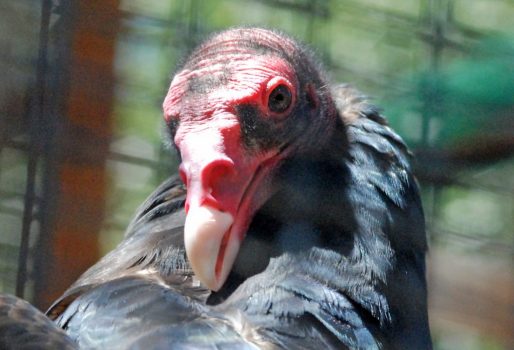 turkey vulture c