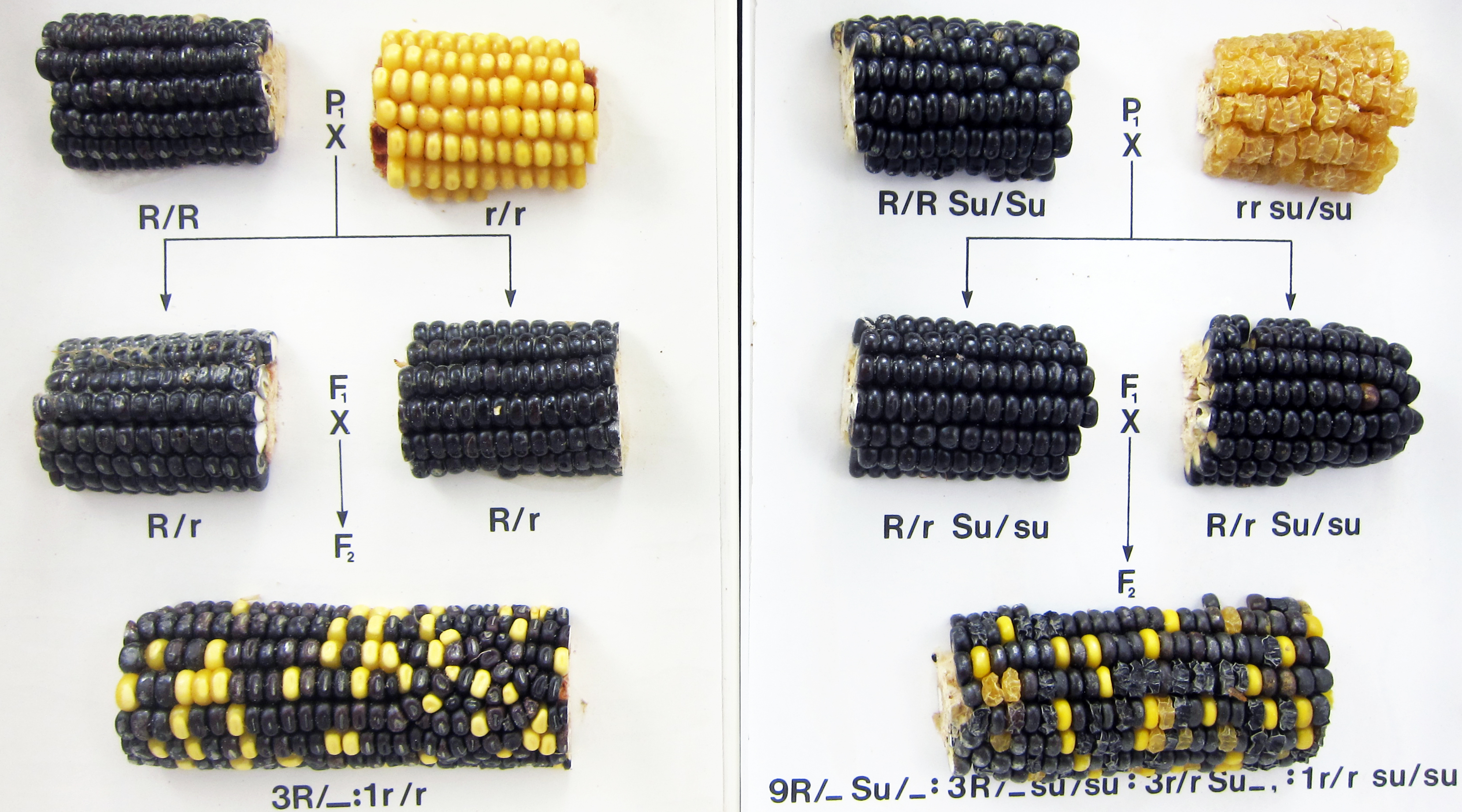 Corn Monohybrid Dihybrid Crosses