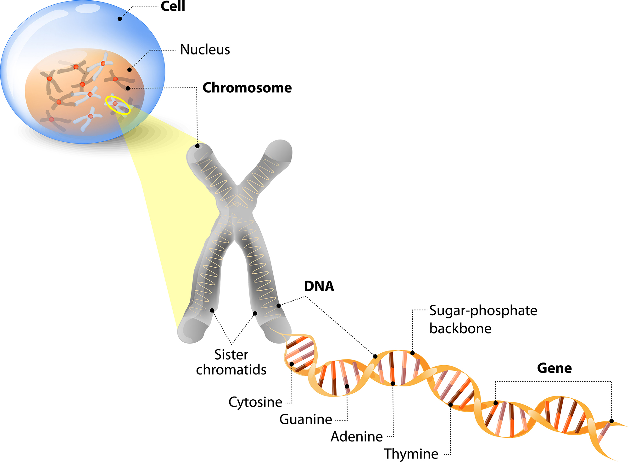 DNA