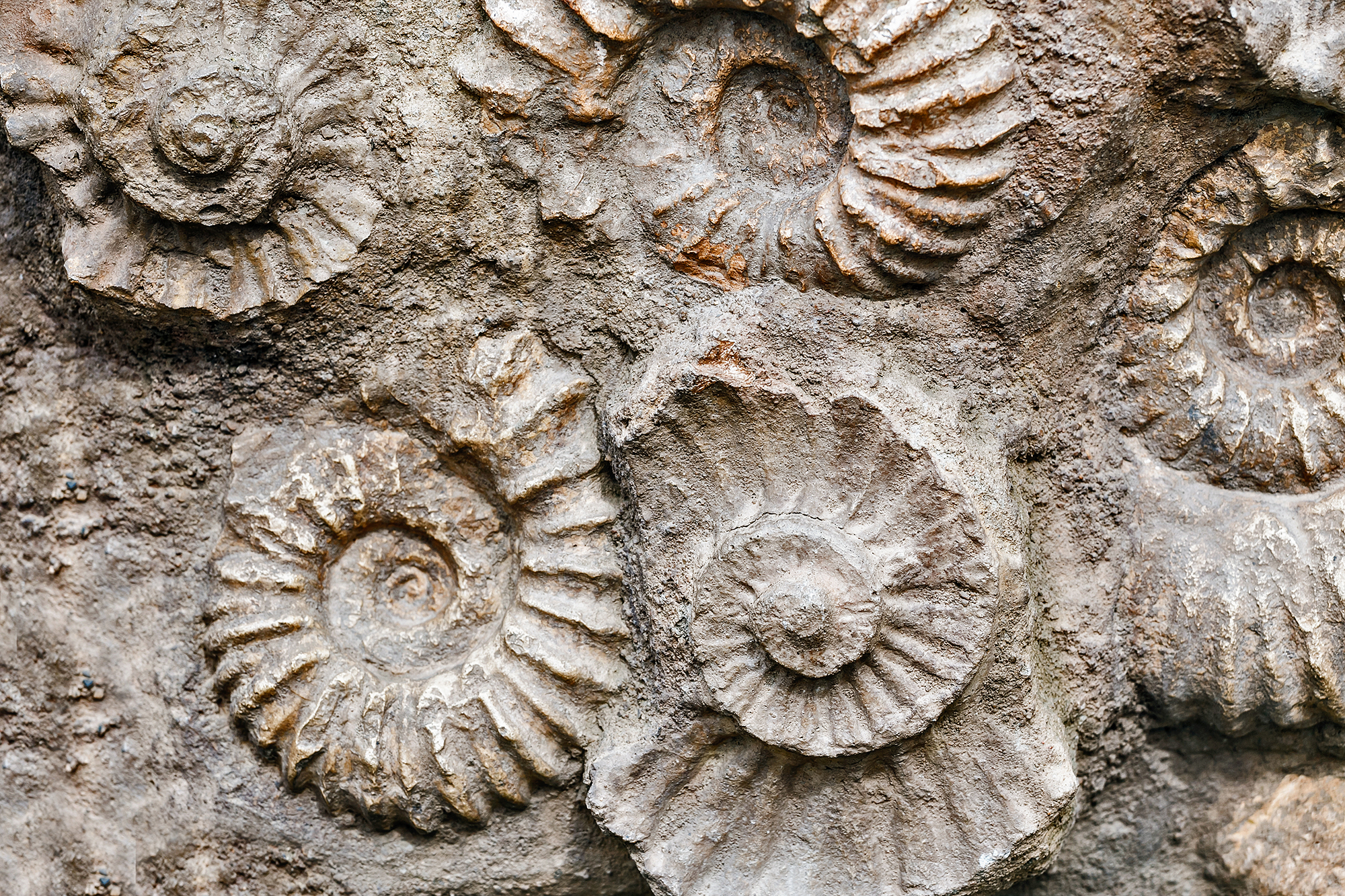 fossil beg