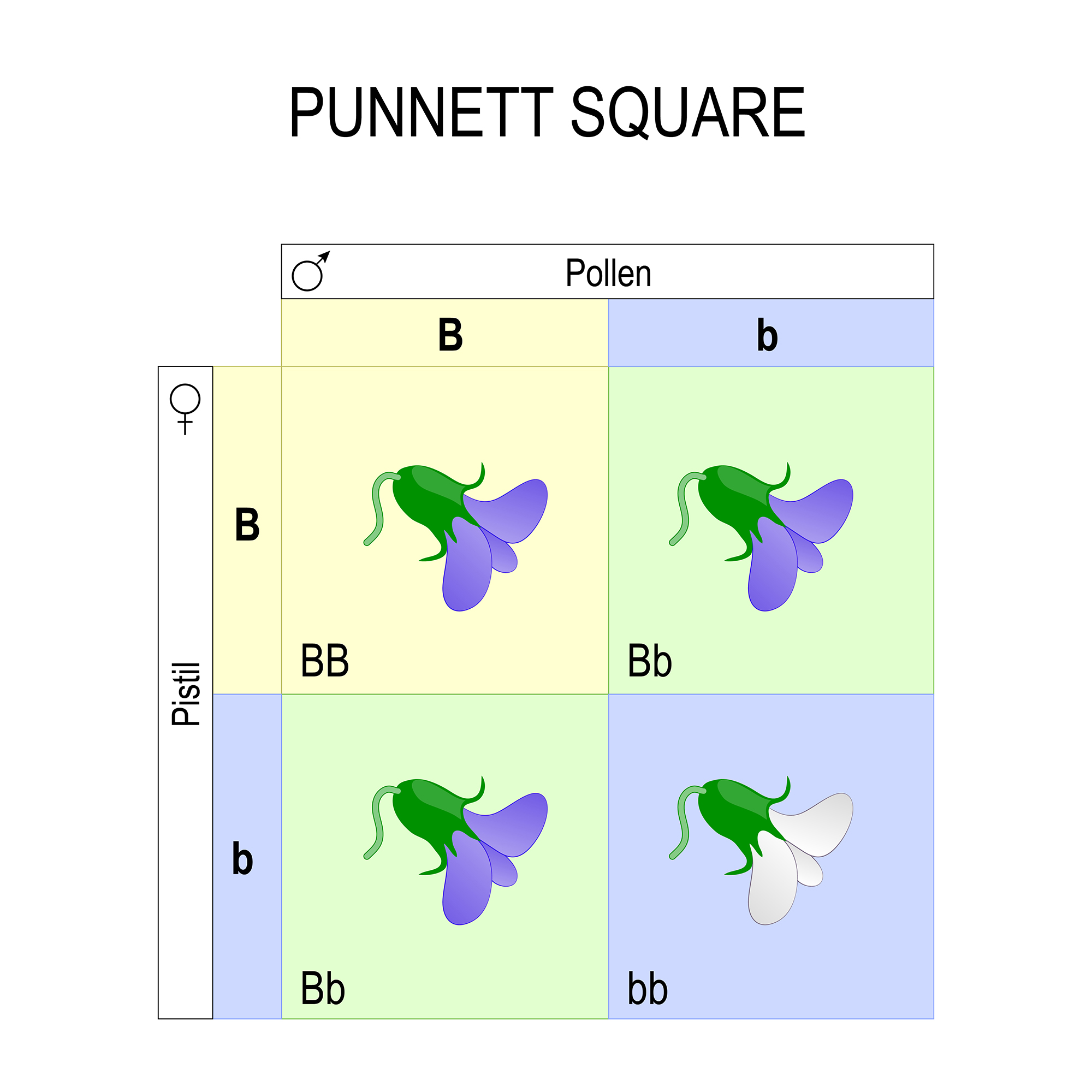 punnett square ss