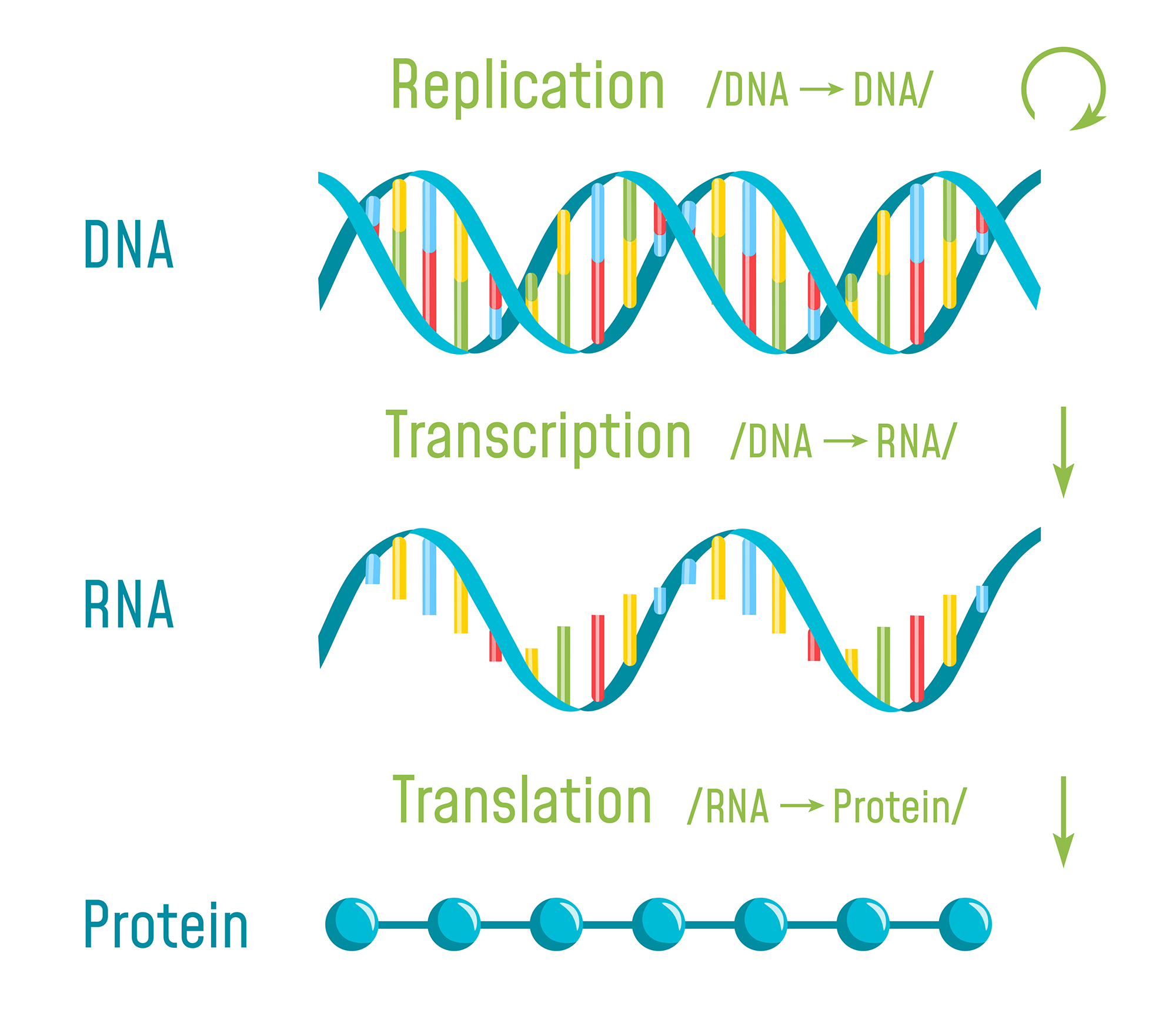 Genes VividScience