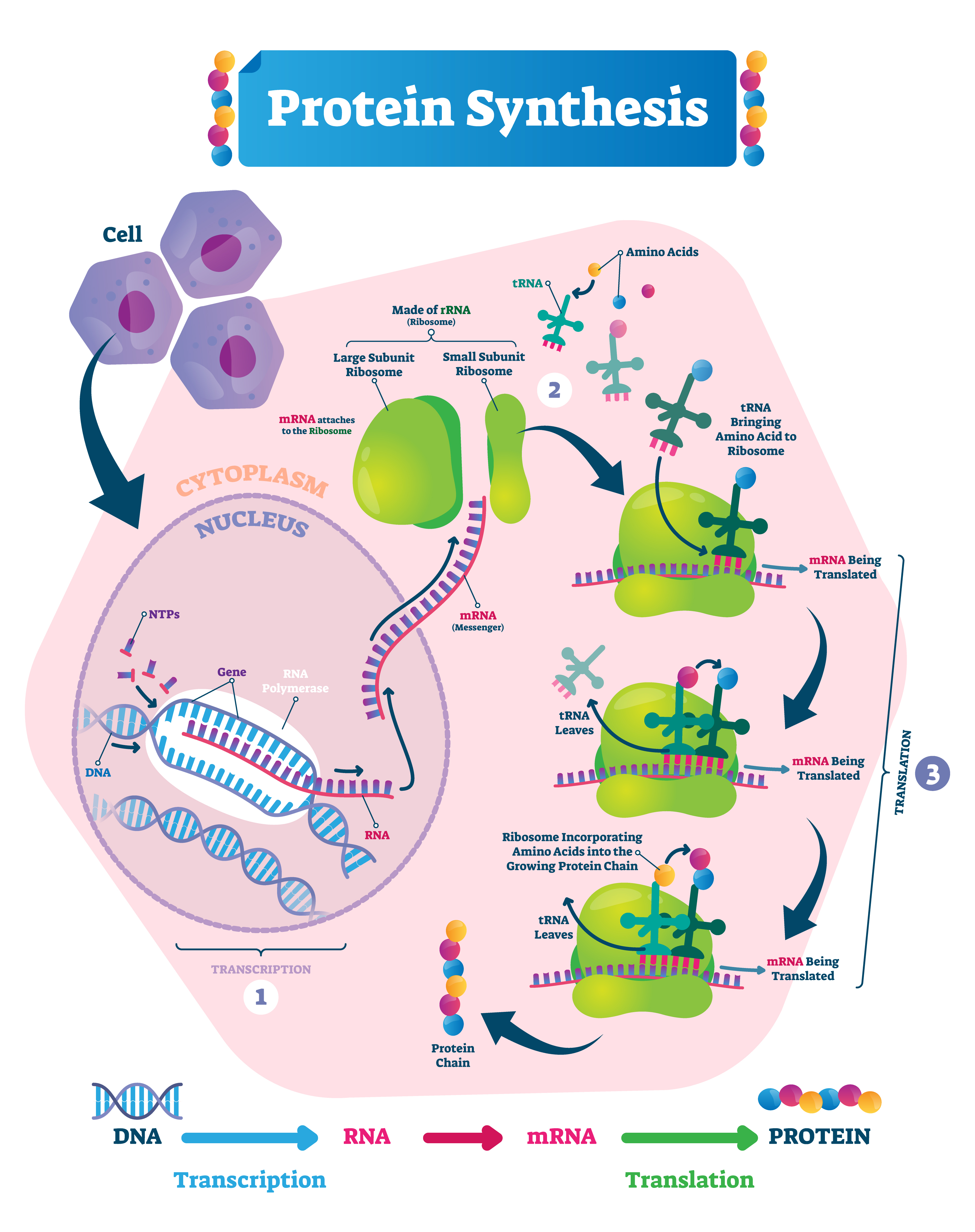 protein-synthesis-nature-journals