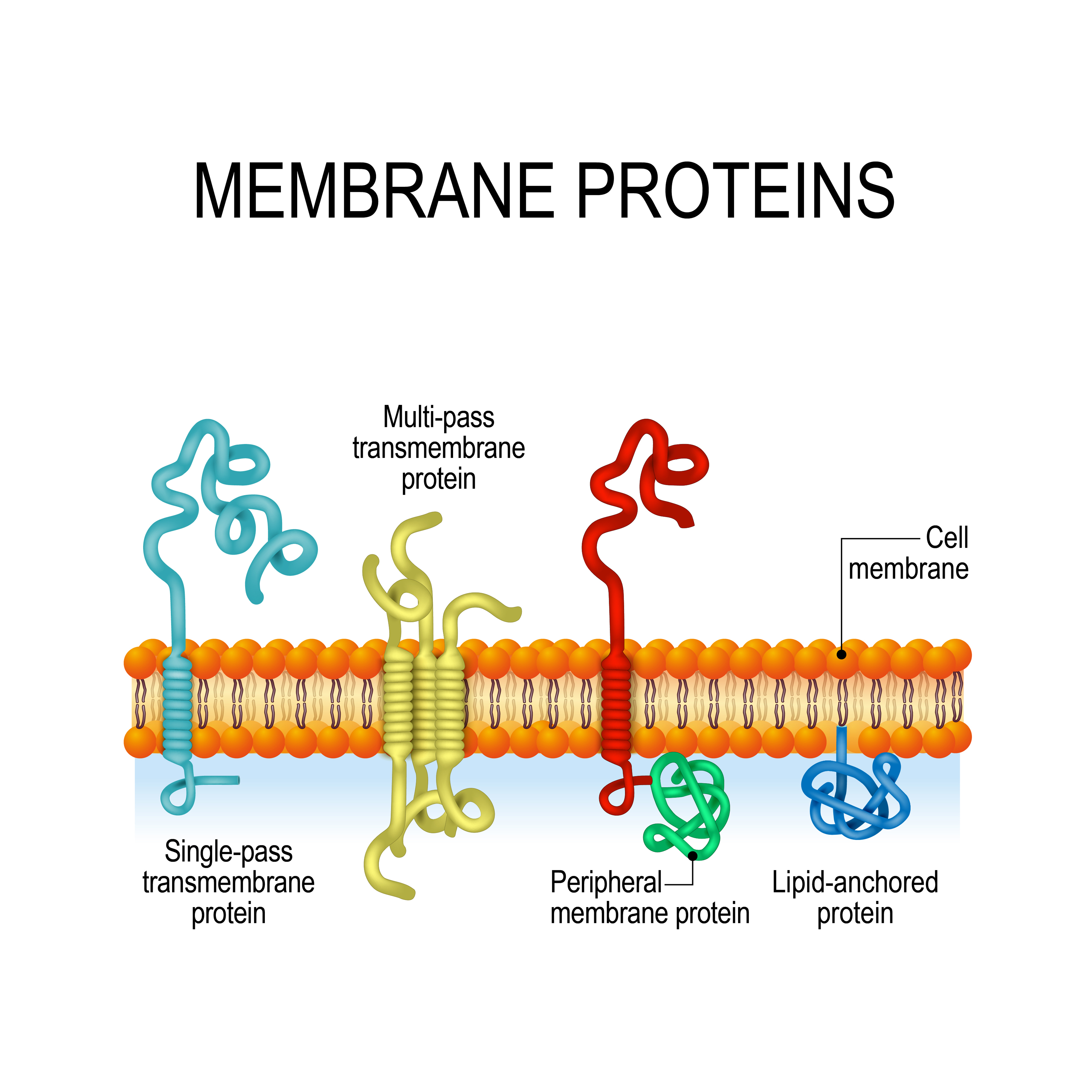 Proteins VividScience