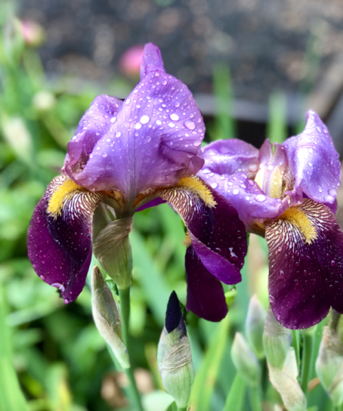 Two purple bearded iris flowers in bloom