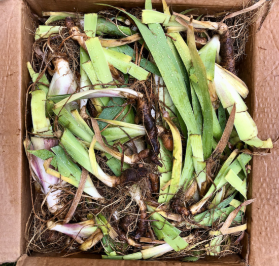 Box full of bearded iris rhizomes.