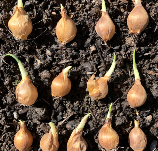 Arranged dutch iris bulbs