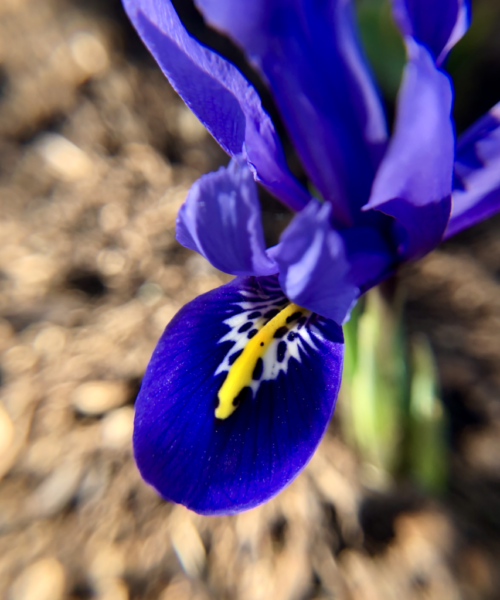 Close-up of a blooming spring iris.