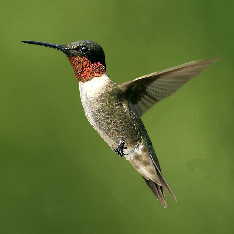 Animals move at some point in their lives, which is essential for finding food, mates, and territory. (photo = Anna's Hummingbird, Calypte anna)