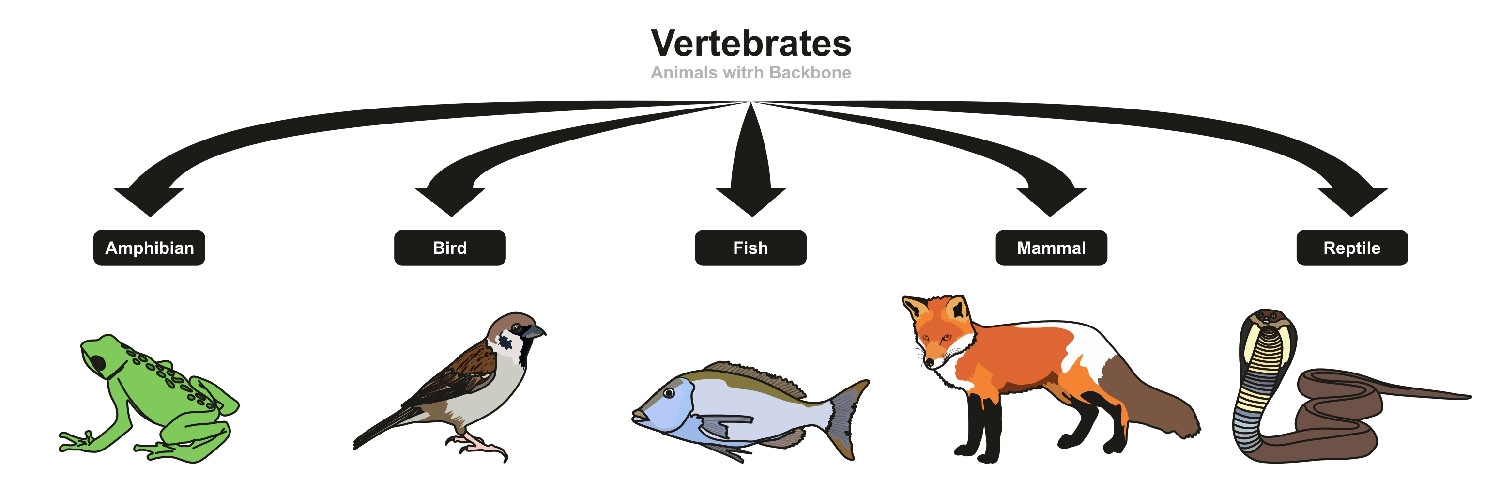 Диаграмма животные позвоночные