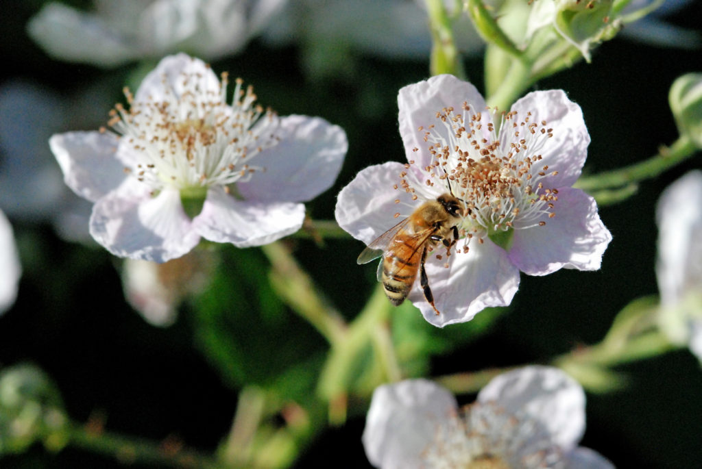 Bee, butterflies, and some birds, flies, and moth are critical in pollinating many plants.  Soybeans, a key human food, are dependent on bee pollinators.