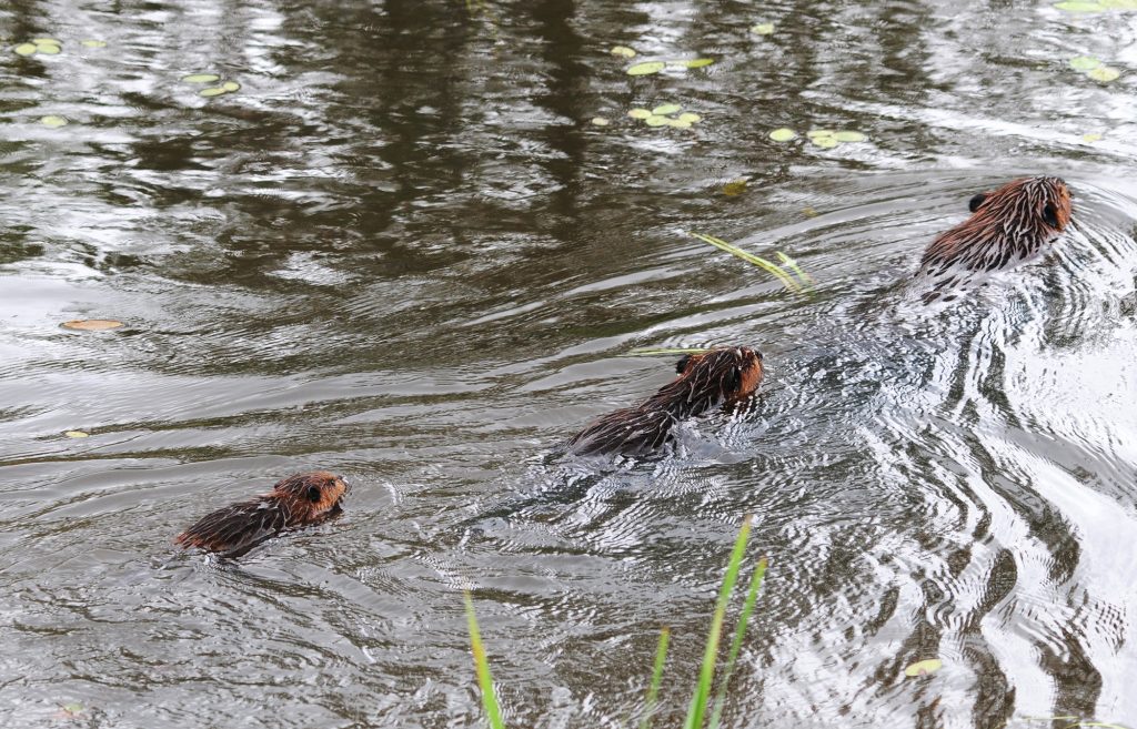 Beavers are an icon for continual and cooperative work.