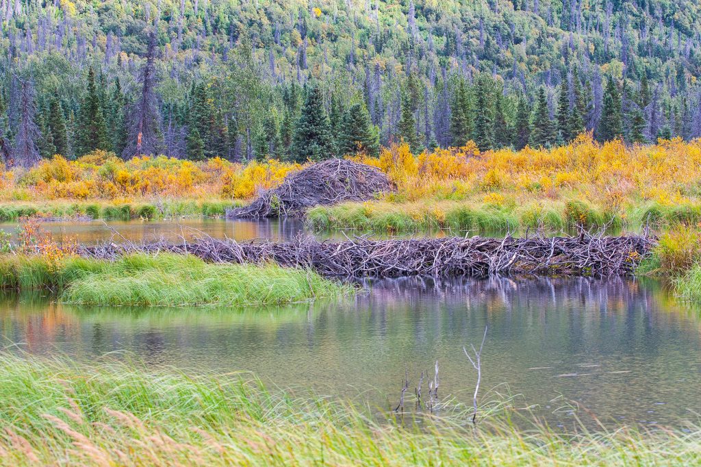 Beaver dams can transform a uniform habitat like a forest or meadow into a patchwork of habitats with the addition of a pond and wetland.
