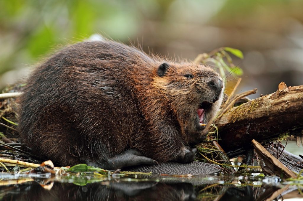 Beaver families defend a territory around their lodge and dam.   Scent marking communicates borders to other beavers.