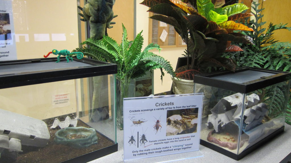 We use our cricket colony for display in different locations.  The crickets are hardy enough to survive differences in lighting and temperature.