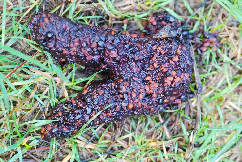 The fox is eating blackberries and cherries, the seeds are present in the scat.