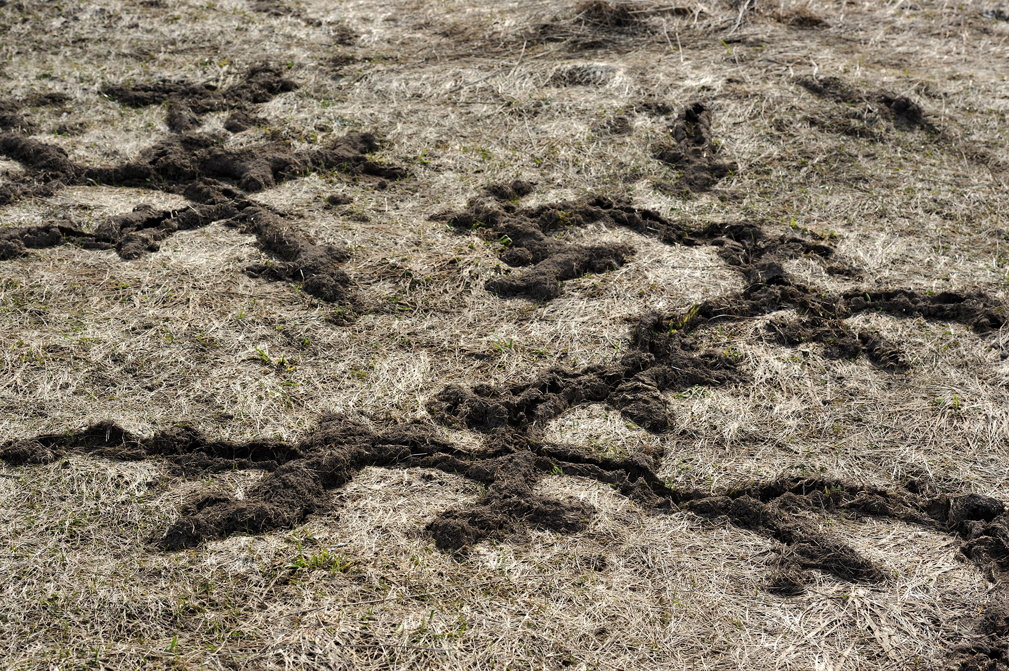 On the ground. Следы крота. Следы на земле от крота. Следы крота на участке. Следы от полевки на почве.