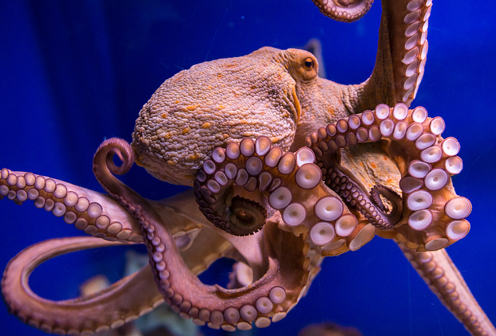 Octopuses have the largest brain to body mass ratio of any invertebrate.