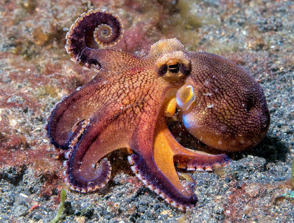 Octopuses have both short-term and long-term memory, which is critical for learning.