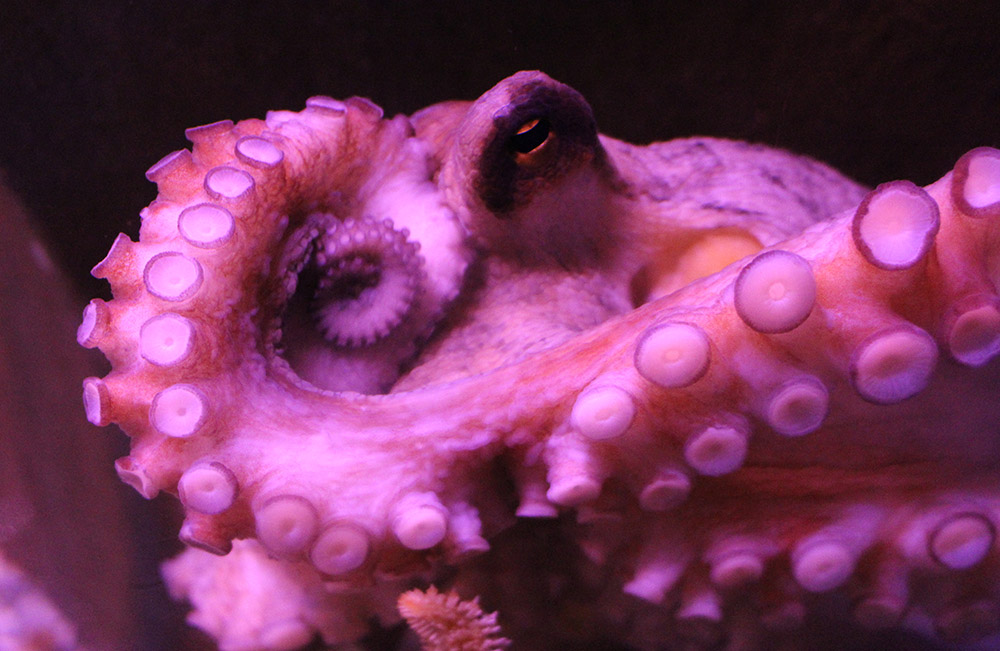 Octopuses have excellent color vision with unique, and not fully understood, properties.