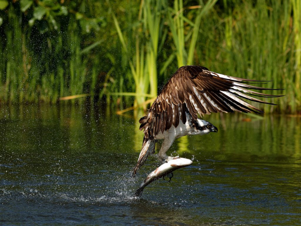 Direct evidence is actually experiencing a phenomenon as it occurs, for example, watching an osprey catch a fish or smelling the scent of a skunk.  This is taking in sensory information as a form of evidence.