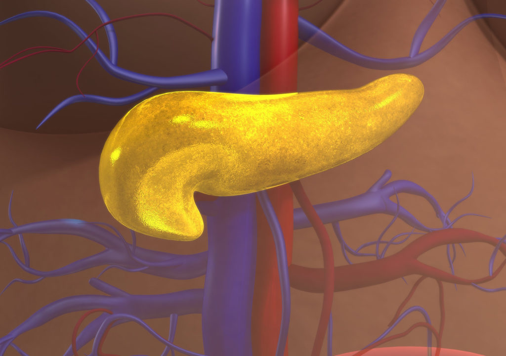 In humans, the pancreas releases hormones that maintain relatively constant levels of blood glucose