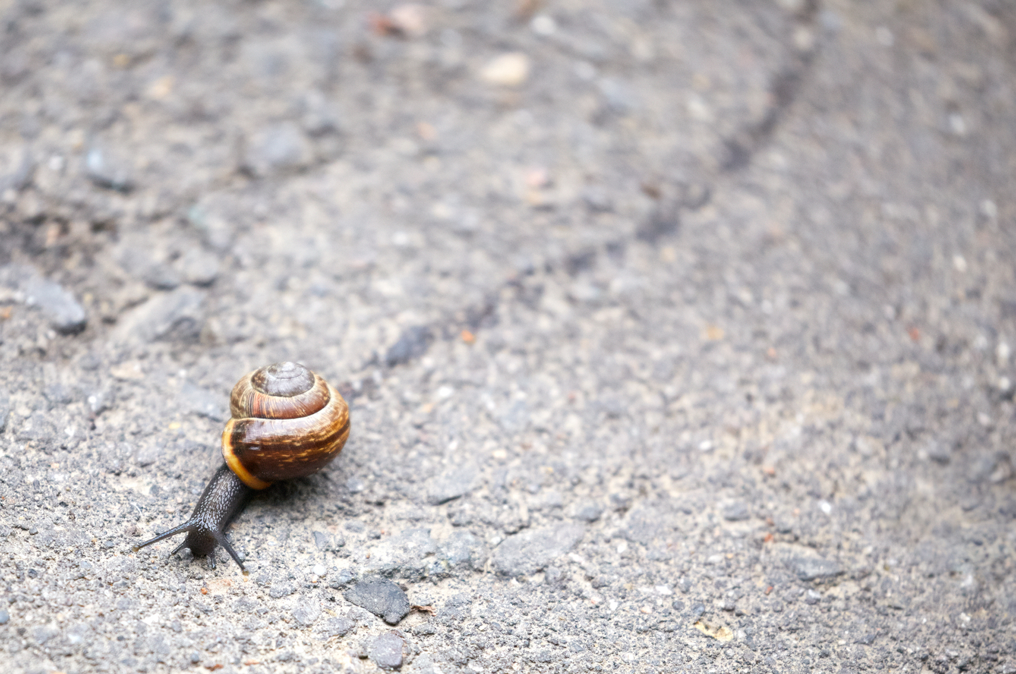 snail mucus trail.