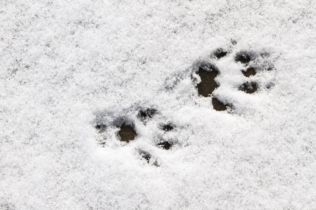 Indirect Evidence is collecting traces and objects created by something that happened at another time or place.  Finding an animal track is indirect evidence that an animal was in the location.