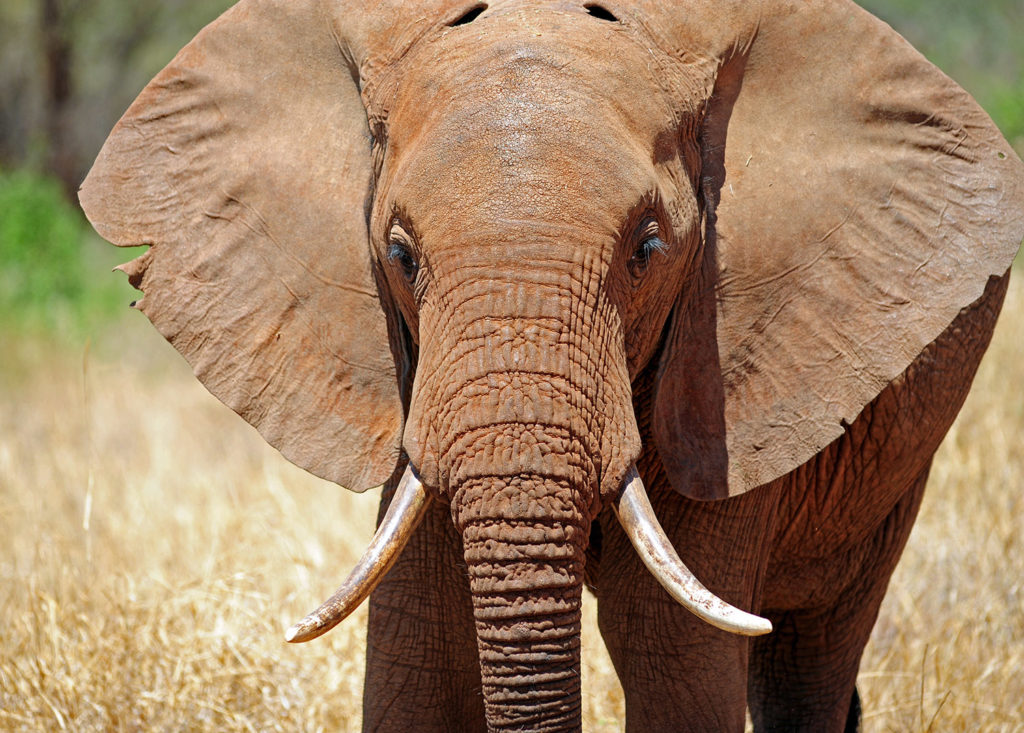 Elephants not only use their large ears for exceptional hearing, they also flap them to dissipate heat.