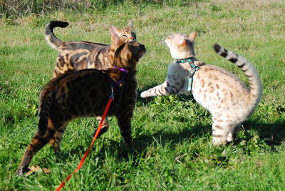 Bengal cats are a new cat breed and still have a great deal of diversity in phenotypes.  All three of the boys are brothers, but structurally very different.