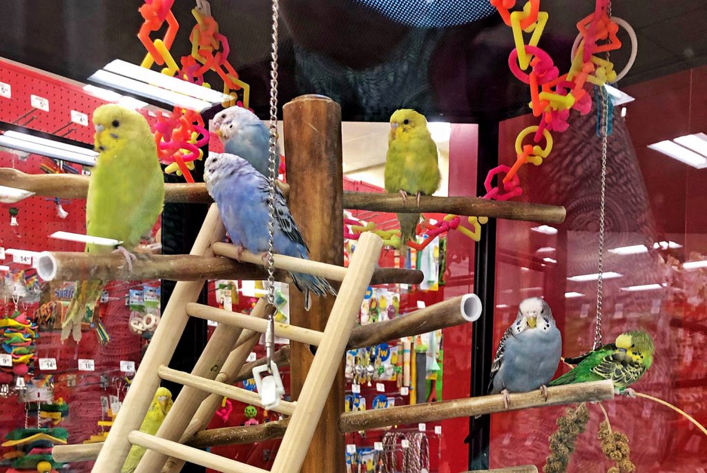 Even if you have multiple birds that interact together, having a large cage filled with different foods, chews, and an assortment of interactive toys is a good idea.  This not only gives the birds something to do, it can reduce stress-related illnesses.