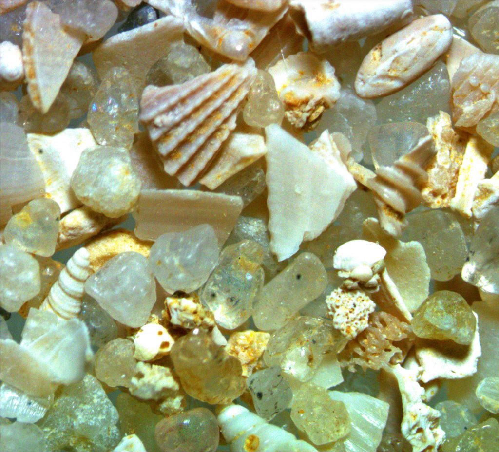 Fossilized shells of  the Eocene, collected from the Calcaire limestone beds of Damery, France