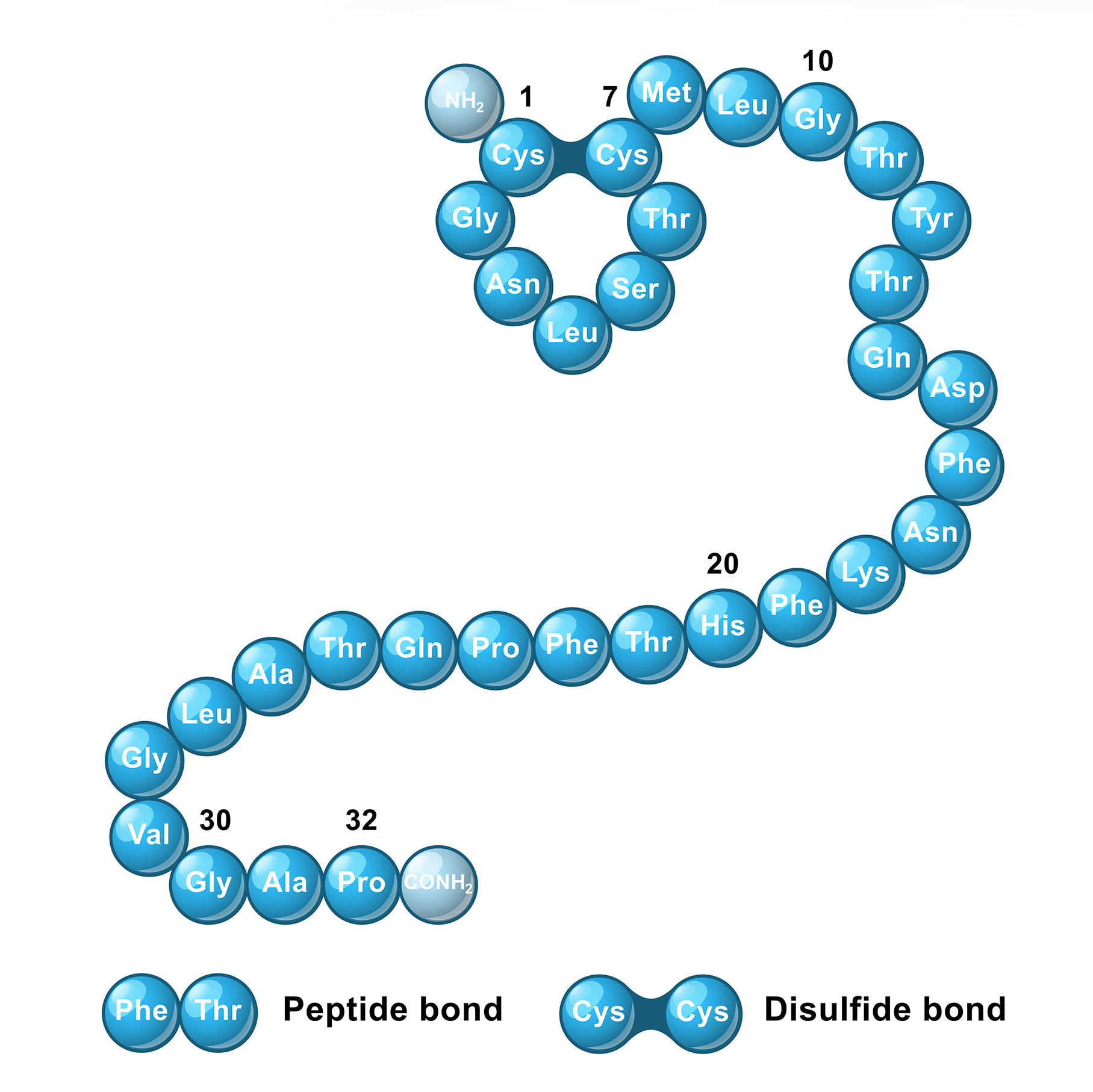 Комплекс полипептидов. Белковые пептиды. Пептиды рисунок. Молекулы пептиды. Антимикробные полипептиды.