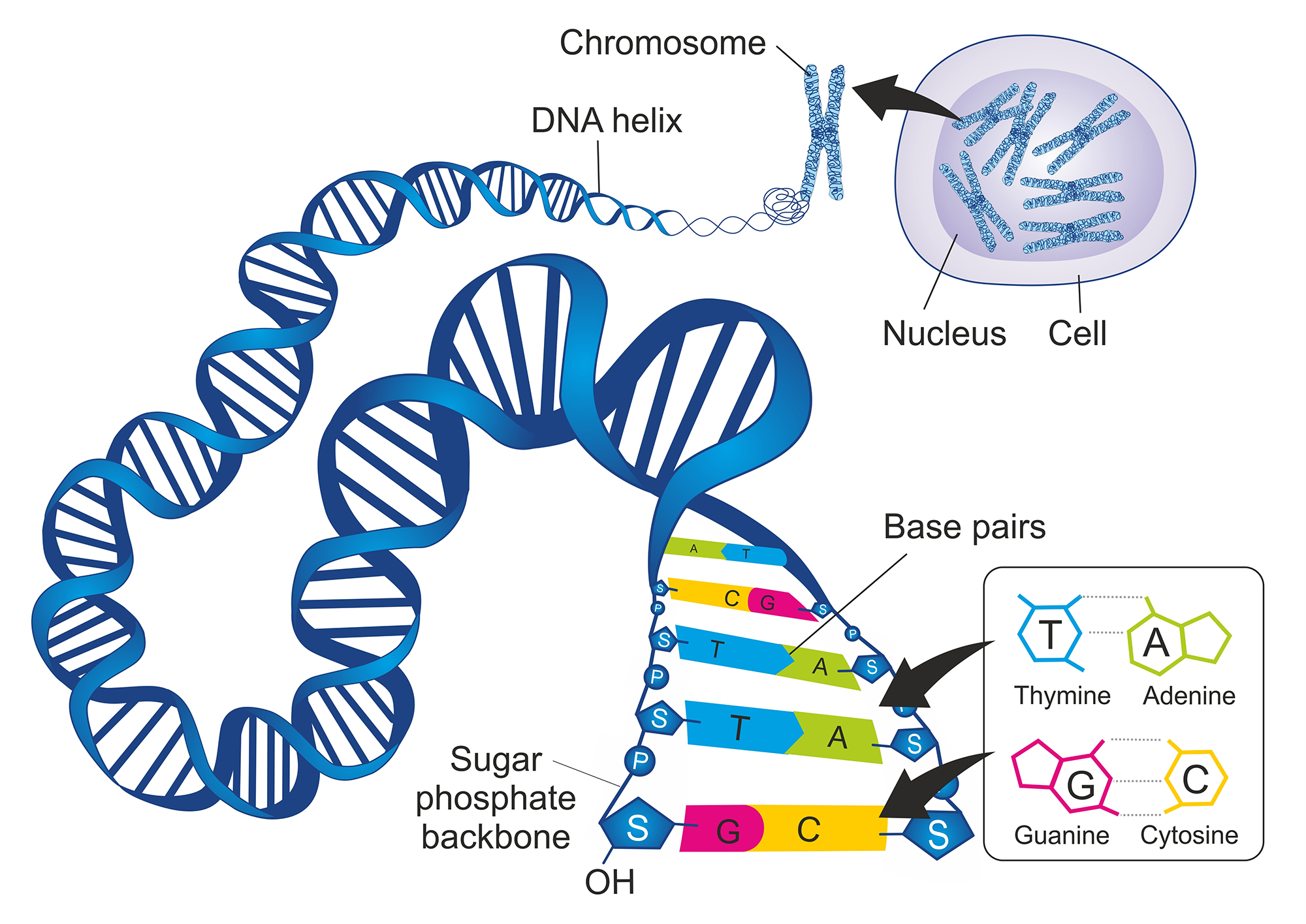 section-8a1-genes-vividscience