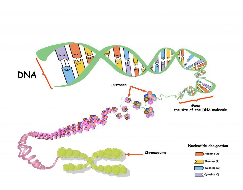 8a1 Genes & Proteins