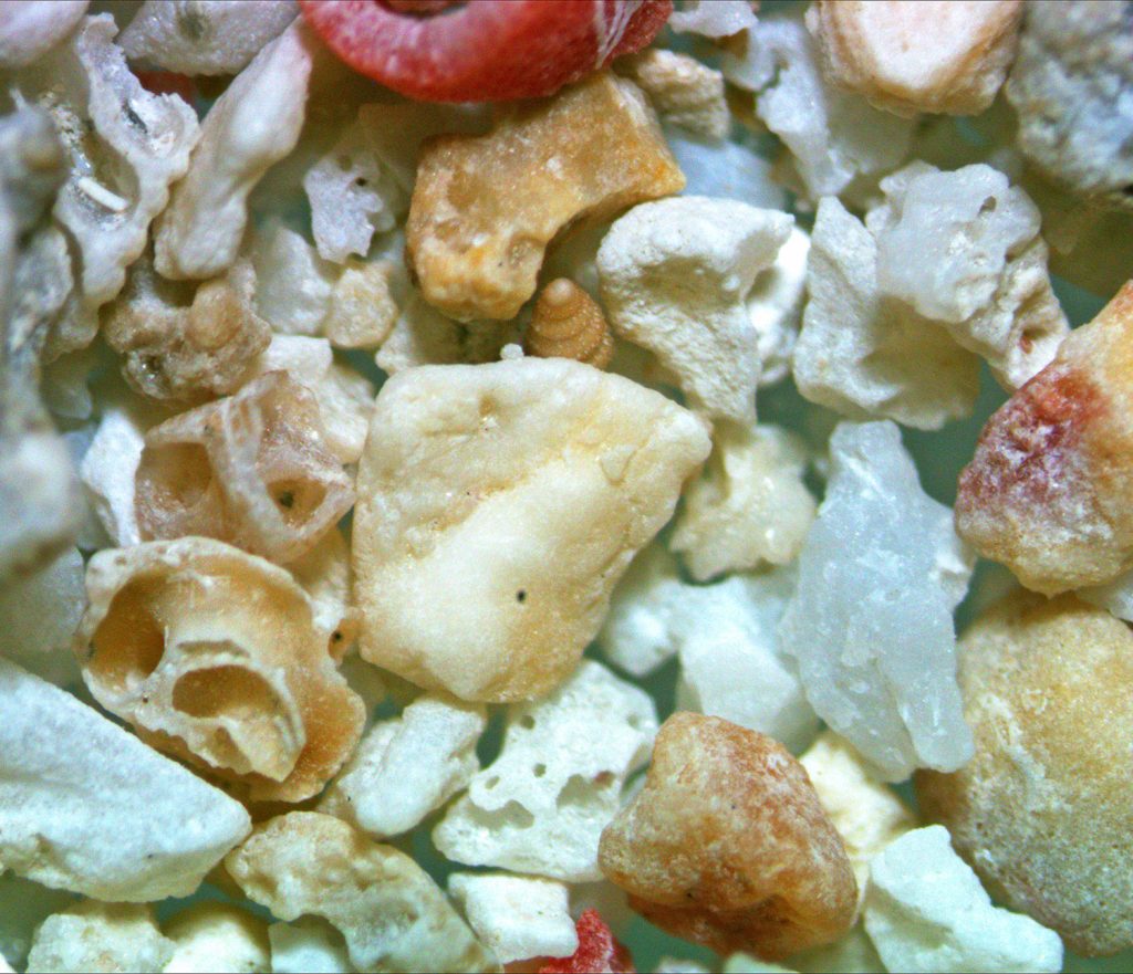 Agates and broken shells of the Holocene in an eroded mountain sample from Papau, New Guinea