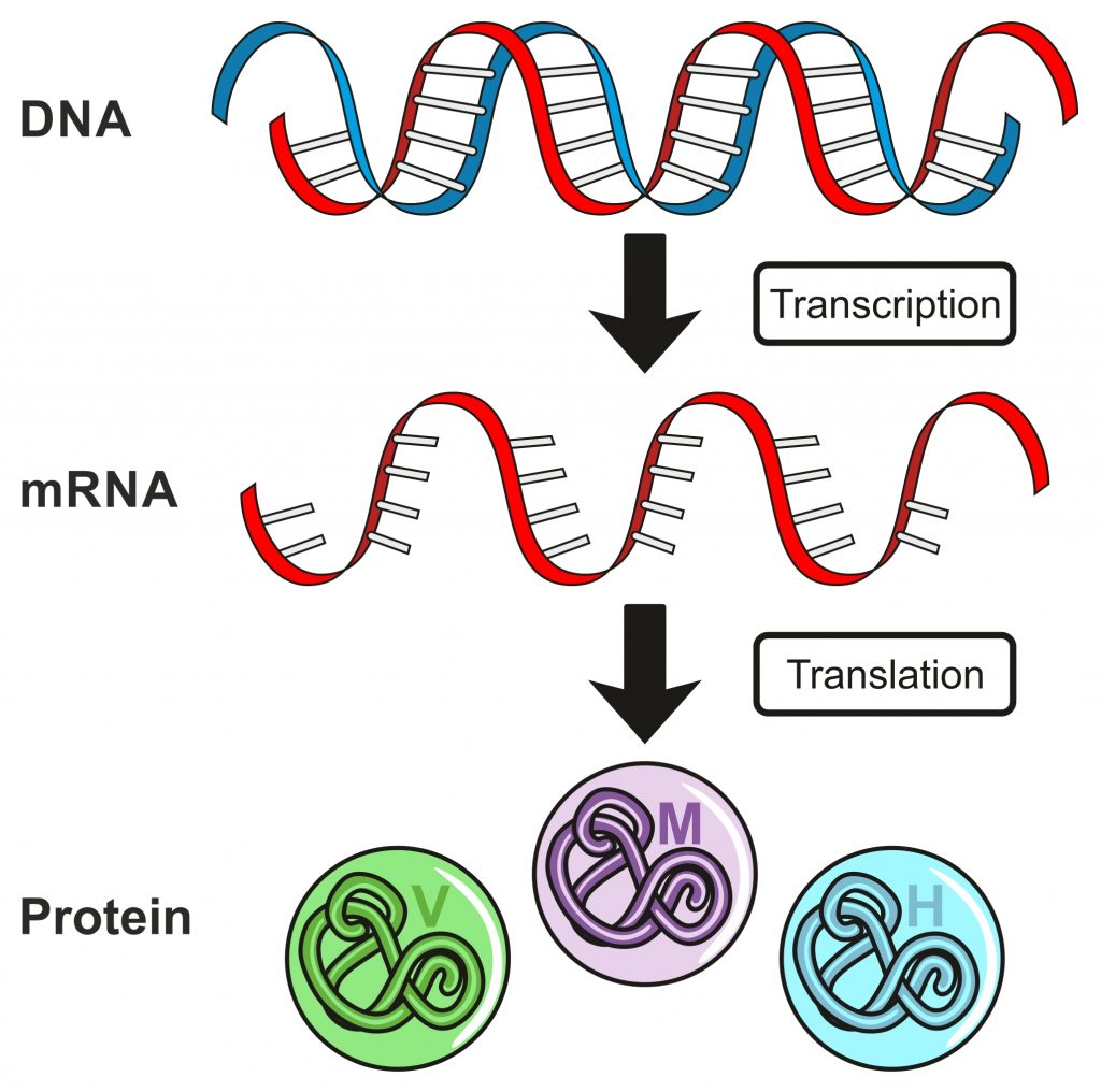8a1 Genes & Proteins